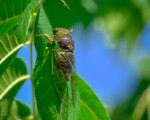 cicada on green stem in natural habitat