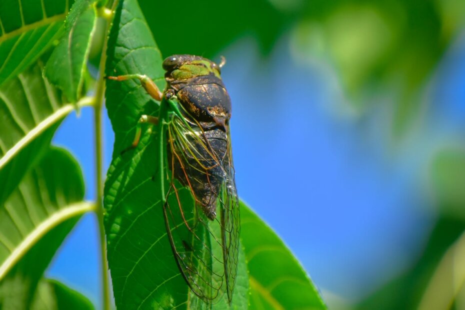 cicada on green stem in natural habitat