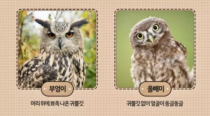 올빼미 부엉이 차이