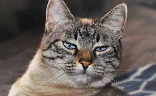 tomcat이 아닌 그냥 cat